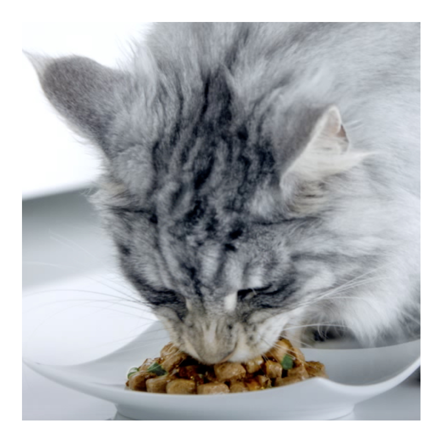 GATO NUTRICIÓN HÚMEDA
